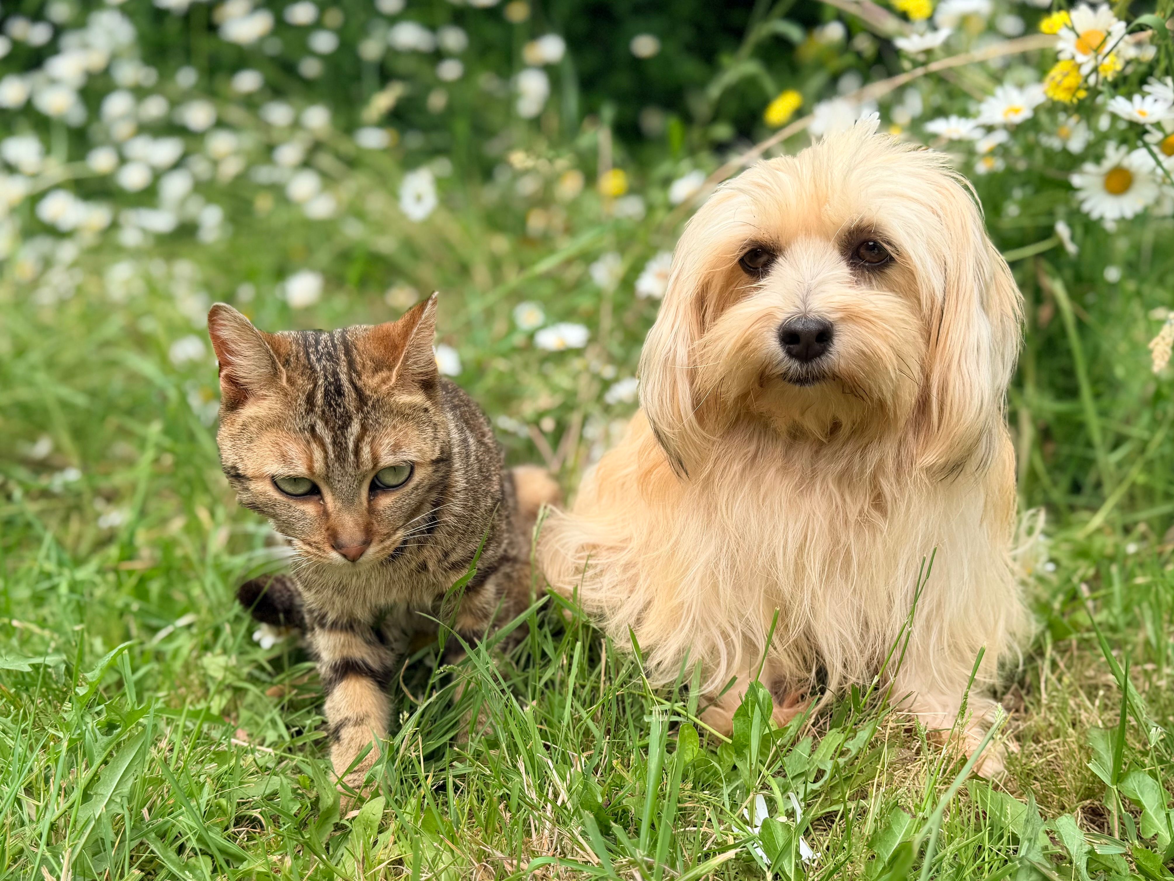 A happy dog and cat together in a garden