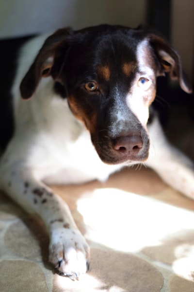 Coco, 2 · Rescue mix