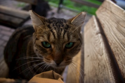 Whiskers, 4 · Tabby cat