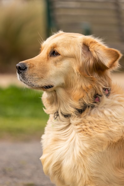 Simba, 3 · Golden Retriever