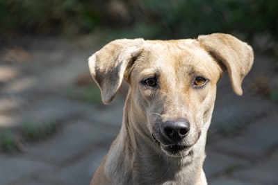 Bruno, 2 · Indie