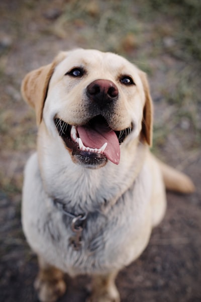 Sheru, 5 · Labrador