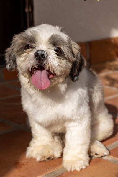 Mishti, 1 · Shih Tzu